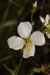 White meadowbeauty